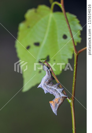 The pebble prominent caterpillar posing The pebble prominent caterpillar posing 115634016