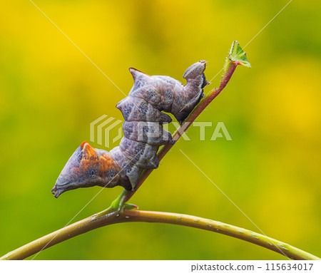 The pebble prominent caterpillar posing 115634017