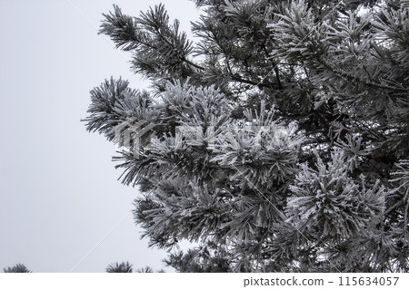 A Trees on a winter day. A Foggy day A Trees on a winter day. A Foggy day 115634057