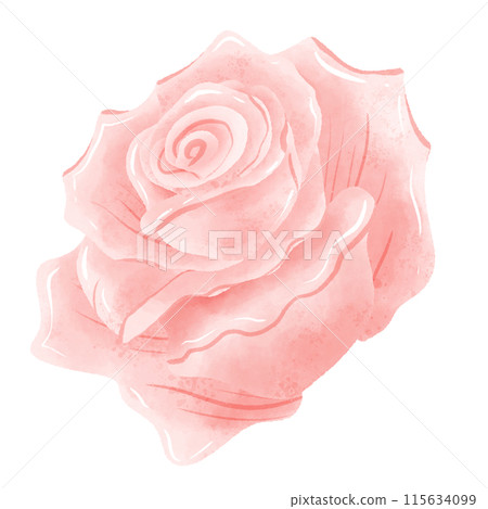 Watercolor Hand drawn illustration Pink rose floral Decoration Illustration Clipart Botanical element Watercolor Hand drawn illustration Pink rose floral Decoration Illustration Clipart Botanical element 115634099