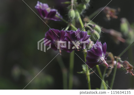 Garden geranium (Geranium phaeum) flowers Garden geranium (Geranium phaeum) flowers 115634135