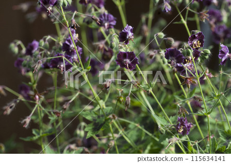 Garden geranium (Geranium phaeum) flowers 115634141