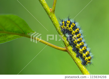 An eyecatching Caterpillar rests on a lush green Leaf in its original environment. Cerura vinula 115634208