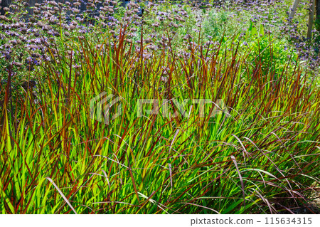 Panicum cioccolata and ornamental grass garden, Miyamae Park 115634315