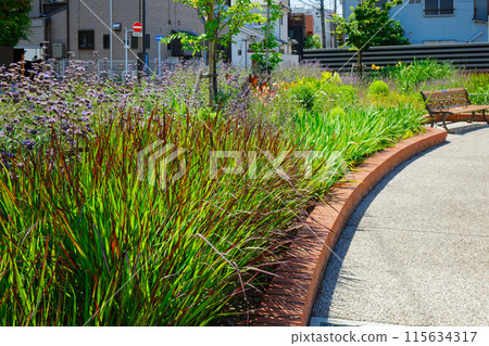 巧克力黍和觀賞草花園宮前公園 115634317