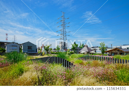 Ornamental Grass Garden Miyamae Park 115634331