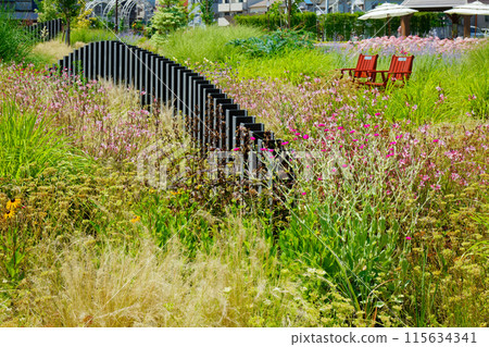 Ornamental Grass Garden Miyamae Park 115634341