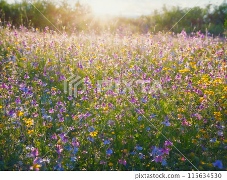 Gently swaying field of pastel wildflowers impressionistic painterly style soft focus idyllic spring colors bright 115634530