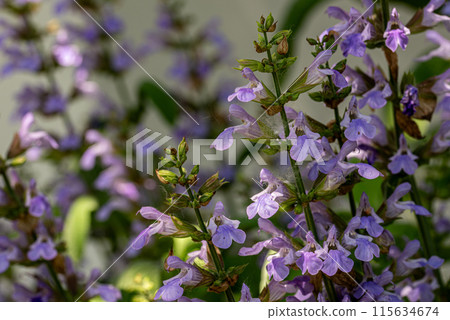 Blooming sage, Salvia nemorosa. Salvia nemorosa plant growing in garden. 115634674