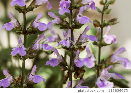 Blooming sage, Salvia nemorosa. Salvia nemorosa plant growing in garden. 115634675