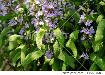 Blooming sage, Salvia nemorosa. Salvia nemorosa plant growing in garden. 115634680