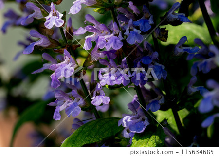 Blooming sage, Salvia nemorosa. Salvia nemorosa plant growing in garden. Blooming sage, Salvia nemorosa. Salvia nemorosa plant growing in garden. 115634685