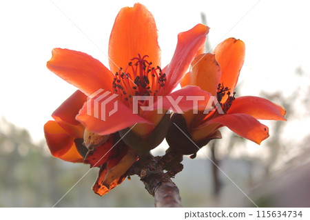 木棉花 木棉花 115634734