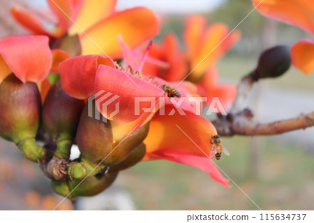 木棉花 木棉花 115634737