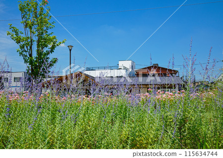 俄羅斯鼠尾草、粉紅安娜貝爾等 花園 宮前公園 115634744