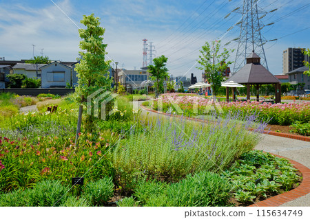 Russian sage, pink annabelle, etc. Garden, Miyamae Park Russian sage, pink annabelle, etc. Garden, Miyamae Park 115634749