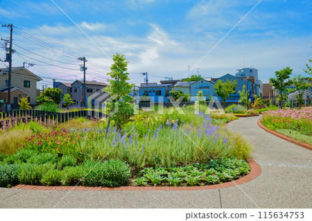 Russian Sage Ornamental Grass Garden Miyamae Park 115634753