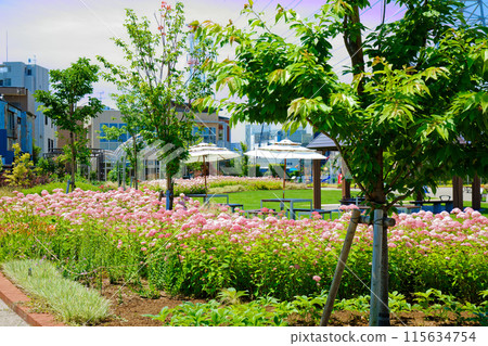 粉紅安娜貝爾花園 宮前公園 115634754