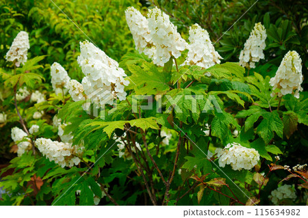 Hydrangea quinata at Miyamae Park 115634982