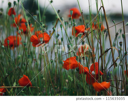 Red poppies bloom among the grass. Bright red flowers sway along with blades of grass in the wind. Ripe poppy seed pods are visible. Wildflowers. Rovinj, Croatia - May 31, 2024 115635035