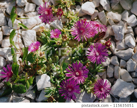 Beautiful iceplant among stones on lawn. Delosperma cooperi (Mesembryanthemum cooperi), trailing Iceplant, hardy iceplant or pink carpet, is a dwarf perennial plant. Rovinj, Croatia - May 31, 2024 115635051