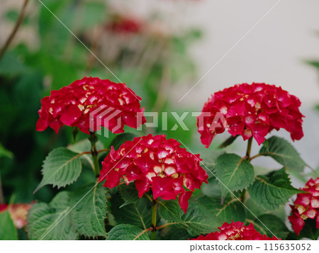 Beautiful pink flowers sway under the gusts of wind. Hydrangea, Hortensia, Common Hydrangea, Garden Hydrangea. LETS DANCE Big Band Bigleaf Hydrangea macrophylla. Rovinj, Croatia - May 31, 2024 115635052