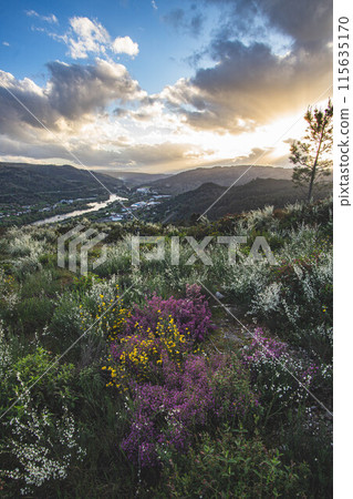 sunset in spring 115635170