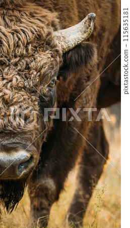 European Bison Or Bison Bonasus, Also Known As Wisent Or European Wood Bison In Autumn Forest. Berezinsky Biosphere Reserve. European Bison Or Bison Bonasus, Also Known As Wisent Or European Wood Bison In Autumn Forest. Berezinsky Biosphere Reserve. 115635181