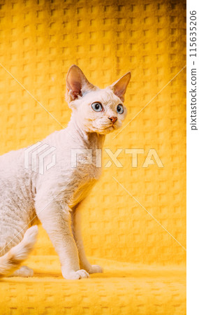 White Devon Rex Kitten Kitty. Short-haired Blue-eyed Cat Of English Breed On Yellow Plaid Background. Shorthair Pet Cat 115635206