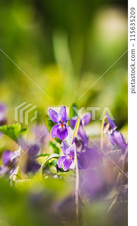 Beautiful Flowers Viola Odorata. Flowering Blooming Plant In Viola Family. Native To Europe And Asia. Background Nature Abstract Natural Green Bokeh. Summertime Background Beautiful Flowers Viola Odorata. Flowering Blooming Plant In Viola Family. Native To Europe And Asia. Background Nature Abstract Natural Green Bokeh. Summertime Background 115635209