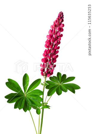 Red lupine flower isolated on white background. Bunch of colorful lupines, spring flower. 115635253