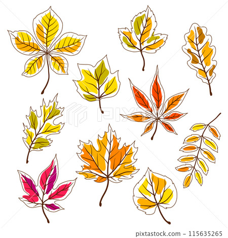 Set of autumn leaves. Illustration of various foliage. Set of autumn leaves. Illustration of various foliage. 115635265
