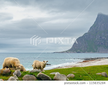 Summer Haukland beach and sheep flock, Norway, Lofoten 115635284