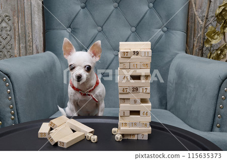 A small dog of Chihuahua breed playing a board game building a tower of wooden blocks sitting at a table during the game A small dog of Chihuahua breed playing a board game building a tower of wooden blocks sitting at a table during the game 115635373