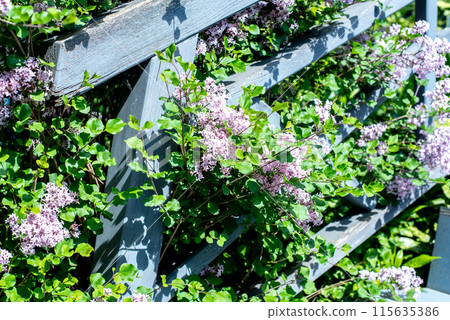 purple lilac flowers grow next to a gray painted wooden fence purple lilac flowers grow next to a gray painted wooden fence 115635386