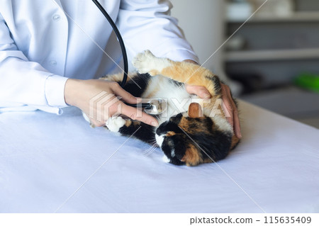 A doctor is listening to the lungs of a cat . 115635409