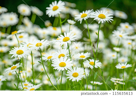 Chamomile flowers growing in clusters 115635613