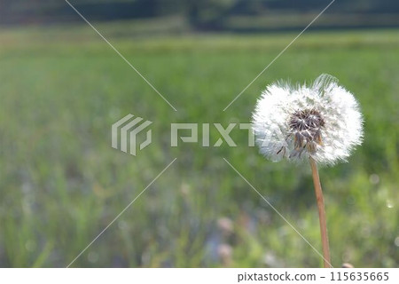 稻田小路上的白色蒲公英絨毛 115635665