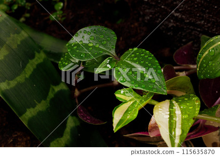 Green Leaves with Water Droplets Green Leaves with Water Droplets 115635870