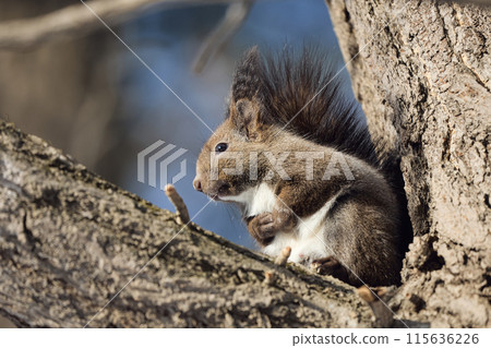 在樹上的Ezolith 115636226