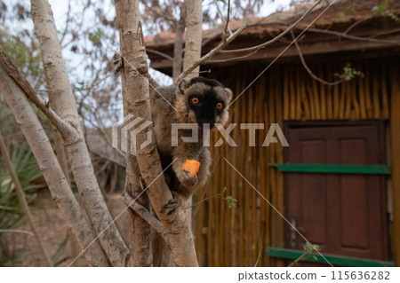 Cute brown lemur (Eulemur fulvus) with orange eyes. 115636282
