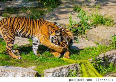 critically endangered Sumatran tiger critically endangered Sumatran tiger 115636284