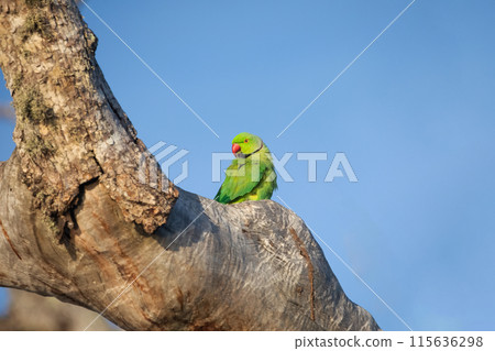 Rose-Ringed Parakeet in tree. (Psittacula Krameri) Rose-Ringed Parakeet in tree. (Psittacula Krameri) 115636298