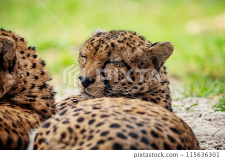 two cheetahs are resting nearby on the green grass, close up two cheetahs are resting nearby on the green grass, close up 115636301