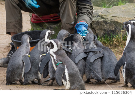 Invitation for a handshake with the curious Magellanic penguin 115636304