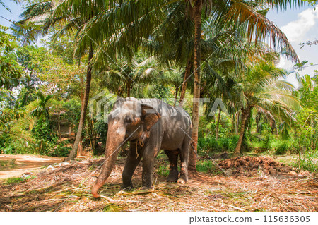 large Asian elephant with specific skin color, 115636305
