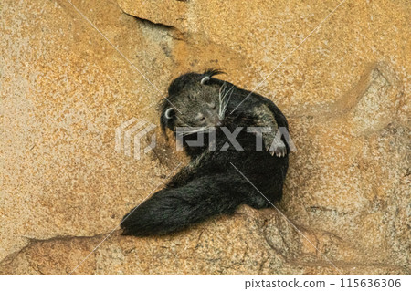 binturong, also known as bearcat and musang binturong, also known as bearcat and musang 115636306