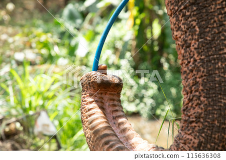 Asian Elephant skin texture abstract background Asian Elephant skin texture abstract background 115636308
