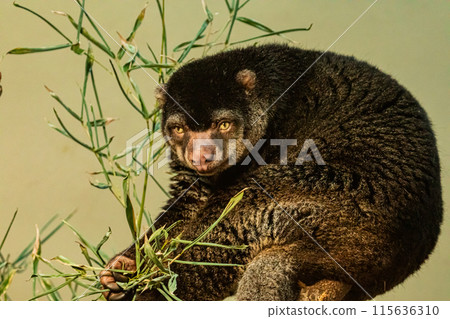 cute wild bear cuscus aulirops ursinus arboreal against blure background. cute wild bear cuscus aulirops ursinus arboreal against blure background. 115636310