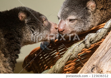 cute wild bear cuscus aulirops ursinus arboreal against blure background. cute wild bear cuscus aulirops ursinus arboreal against blure background. 115636312